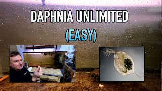 How I Raise Daphnia Water Fleas And You Can Too [upl. by Harvey]