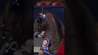 Best Show in Vegas 🥂saddlebred saddleseat horse champion equestrian [upl. by Llirred936]