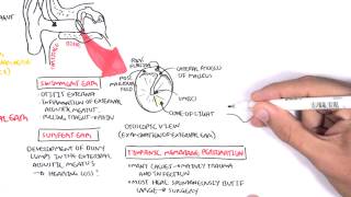 Anatomy  Middle Ear [upl. by Obla]