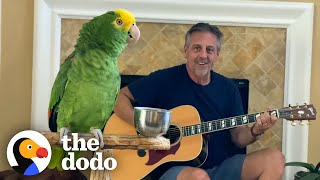 Parrot Insists On Singing Whenever Dad Plays Guitar  The Dodo Soulmates [upl. by Krigsman]