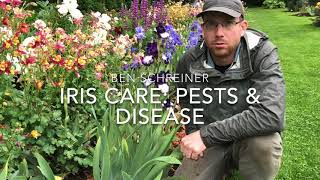 Iris Care Pests and Disease [upl. by Tsirhc]