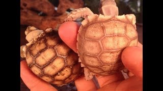 What To Feed Sulcata Tortoises [upl. by Blader234]