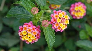 Características de la Lantana  Jardinatis [upl. by Lynus]