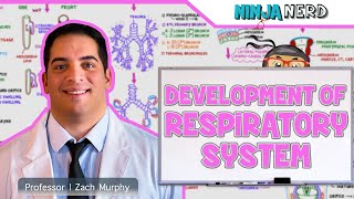 Embryology  Development of the Respiratory System [upl. by Socin]