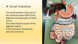 10 Major Organs and Their Functions in Human Body [upl. by Farland]