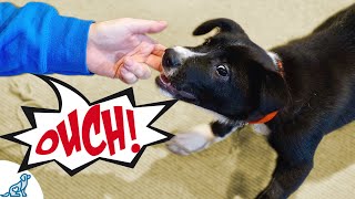 Use These Tips To Stop Your Puppy From Biting Your Hands [upl. by Llenil]