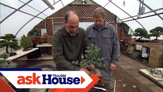 How to Create Bonsai from Regular Trees  Ask This Old House [upl. by Arde658]