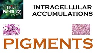 INTRACELLULAR ACCUMULATIONS PIGMENTS [upl. by Teevens528]