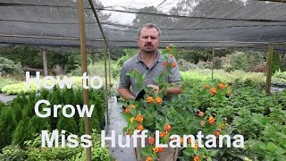 How to grow Miss Huff Lantana with a detailed description [upl. by Deina]