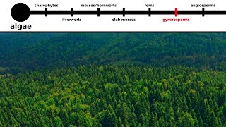 Gymnosperms LongDistance Pollination [upl. by Odnalo]