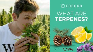 What Are Terpenes And What Do Terpenes Do Endoca© [upl. by Lanna]