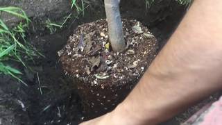 Planting the Legendary Cherimoya Tree in the Winter [upl. by Onilegna392]