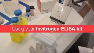 Using your Invitrogen ELISA kit [upl. by Marfe]