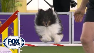 BOSS the Shetland Sheepdogs clean run clinched the 16quot class  FOX SPORTS [upl. by Wicks]