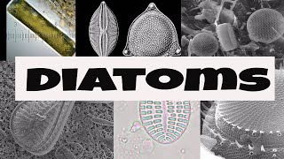 What are Diatoms [upl. by Ennoira]