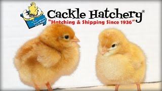 A Cackle Hatchery Day [upl. by Mavra]