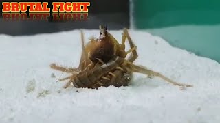 CAMEL SPIDER VS CENTIPEDE [upl. by Aklam]