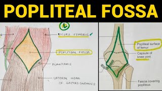 Popliteal Fossa Anatomy  Lower Limb [upl. by Yauqram202]