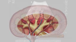 3shape TRIOS  Straumann Implant Scanning Workflow [upl. by Willard887]