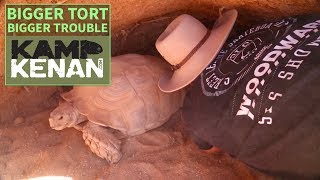 The Truth About Sulcata Tortoises [upl. by Yl]