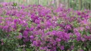 Bougainvillier  plantation et entretien [upl. by Annaigroeg]