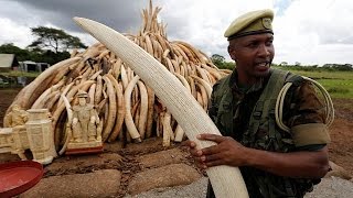 Kenya destroys tusks to deter poachers from killing elephants [upl. by Demmahum]