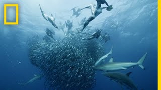 Sardine Feeding Frenzy  50 Shades of Sharks [upl. by Mable601]