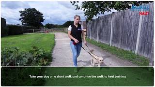 Non Pull Training Your Dog With The Halti OptiFit Headcollar [upl. by Julina]