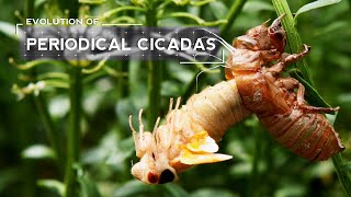 How Cicadas Evolved to Emerge Every 17 Years [upl. by Field]