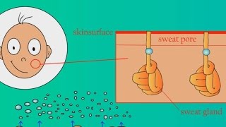 How Does Sweat Work [upl. by Enier]