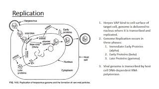 The Human Herpes Viruses [upl. by Nikita911]