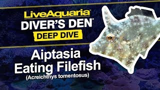 LiveAquaria® Diver’s Den® Deep Dive Aiptasia Eating Filefish Acreichthys tomentosus [upl. by Aihsenor]