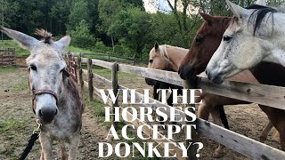 Horses meet Donkey for the FIRST TIME [upl. by Germin335]