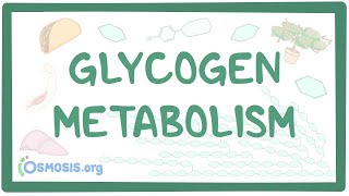 Glycogen metabolism [upl. by Atsirhc76]