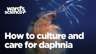 Caring and Culturing for Daphnia [upl. by Nilam256]