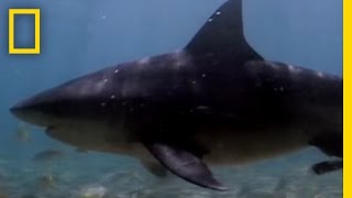 Bull Sharks Upriver  National Geographic [upl. by Huang]