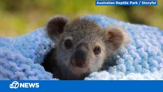 This baby koala is adorable [upl. by Eisnil]