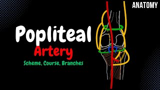 Popliteal Artery Scheme Course Branches Patellar Network  Anatomy [upl. by Yretsym]