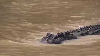 Brutus the Giant Saltwater Crocodile of the Adelaide River [upl. by Leumhs]