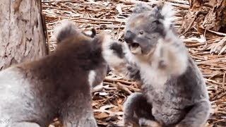 Insane moment two KOALAS get into a fight [upl. by Koran]