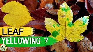 LEAVES TURNING YELLOW 10 TIPS to Fix Plant with Yellow or Brown Leaves  Leaf Chlorosis [upl. by Zetrac]