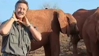 Horrific Methods Used by Elephant Poachers  BBC Studios [upl. by Schluter]