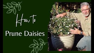 How to Prune Daisies [upl. by Veljkov57]