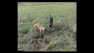 Lurcher training field craft from 12 months on part 2 [upl. by Beichner96]