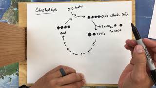 Citric Acid Cycle [upl. by Elvin]