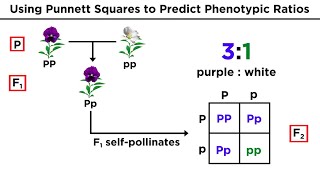 Mendelian Genetics and Punnett Squares [upl. by Glori942]