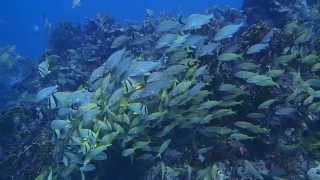 Manchones Reef Isla Mujeres [upl. by Nahgam486]