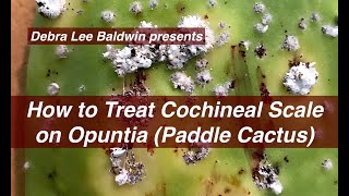 How to Treat Cochineal Scale on Cactus [upl. by Yssej]