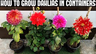 How To Grow Dahlias At Home  FULL INFORMATION [upl. by Tamra240]