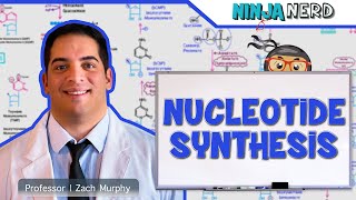 Metabolism  Nucleotide Synthesis  Purine amp Pyrimidine Synthesis [upl. by Tlaw687]